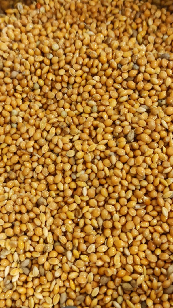 ارزن ایرانی درجه یک