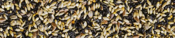 خوراک کامل سهره منیتوباGardellini - Image 2