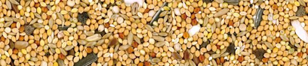 دان مخلوط منیتوبا خوراک میکس انواع پاراکیتها Parrocchetti - Image 2