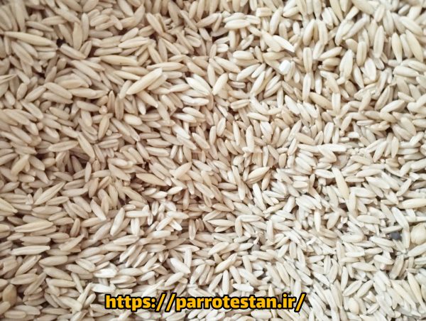 جودوسر یولایف the oat - Image 2
