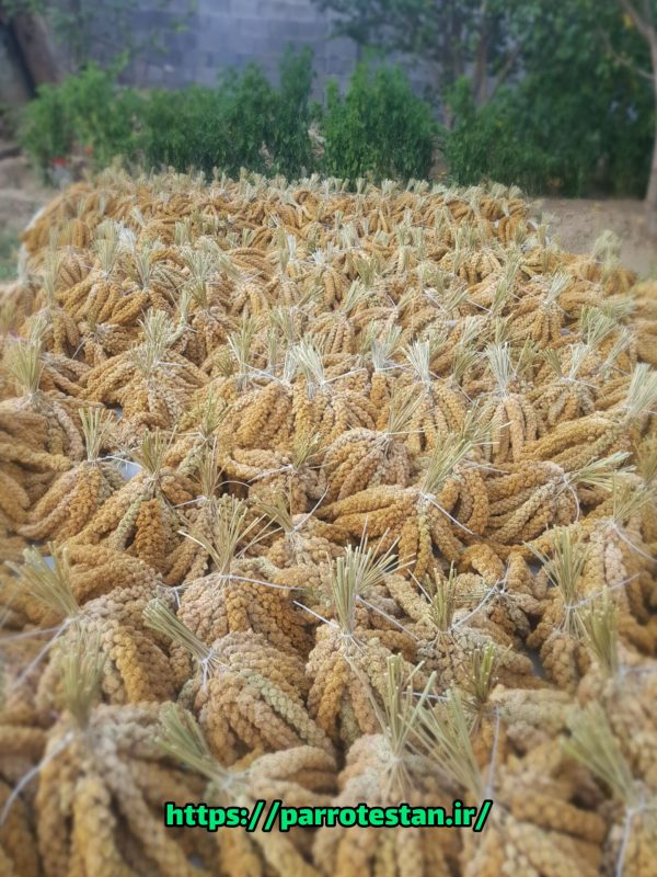 ارزن خوشه ای دان طوطی غذای پرنده