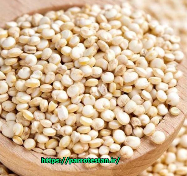 دانه کینوا Quinoa