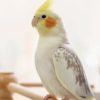 همه چیز درباره تغذیه عروس هلندی